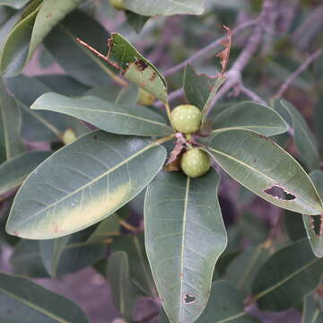 Слика од Ficus superba var. henneana (Miq.) Corner