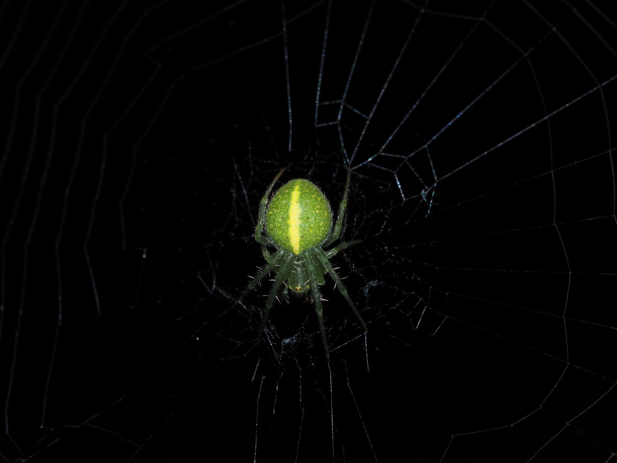 Image of Araneus psittacinus (Keyserling 1887)