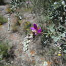 Image of Dalea bicolor var. canescens (M. Martens & Galeotti) Barneby