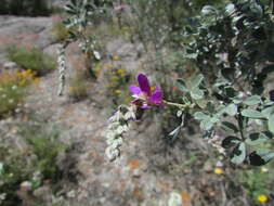 Image of Dalea bicolor var. canescens (M. Martens & Galeotti) Barneby