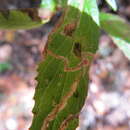 Image of <i>Phytomyza mimuli</i>