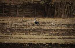 Image de Canard sylvicole