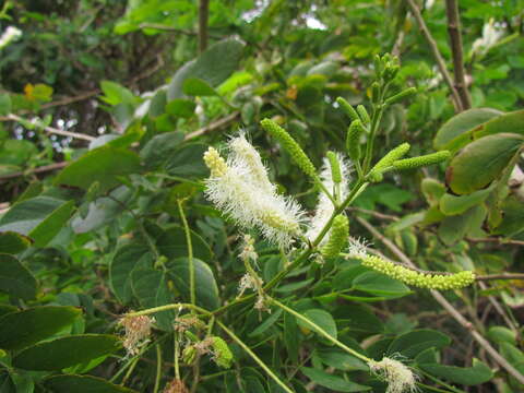 Image de Mimosa caesalpiniifolia Benth.