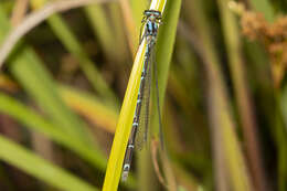 Imagem de Caliagrion billinghursti (Martin 1901)