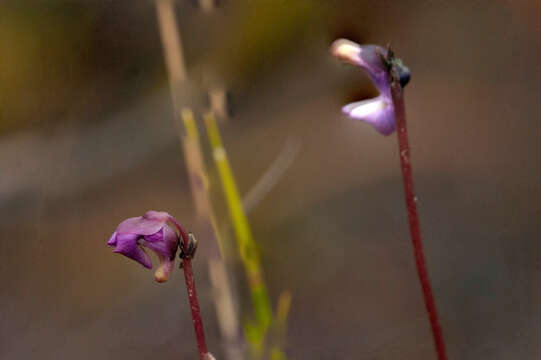 صورة Utricularia uniflora R. Br.