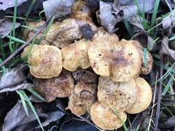 Image of slender pholiota