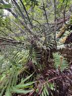 Image of Long-Leaf Plume Fern