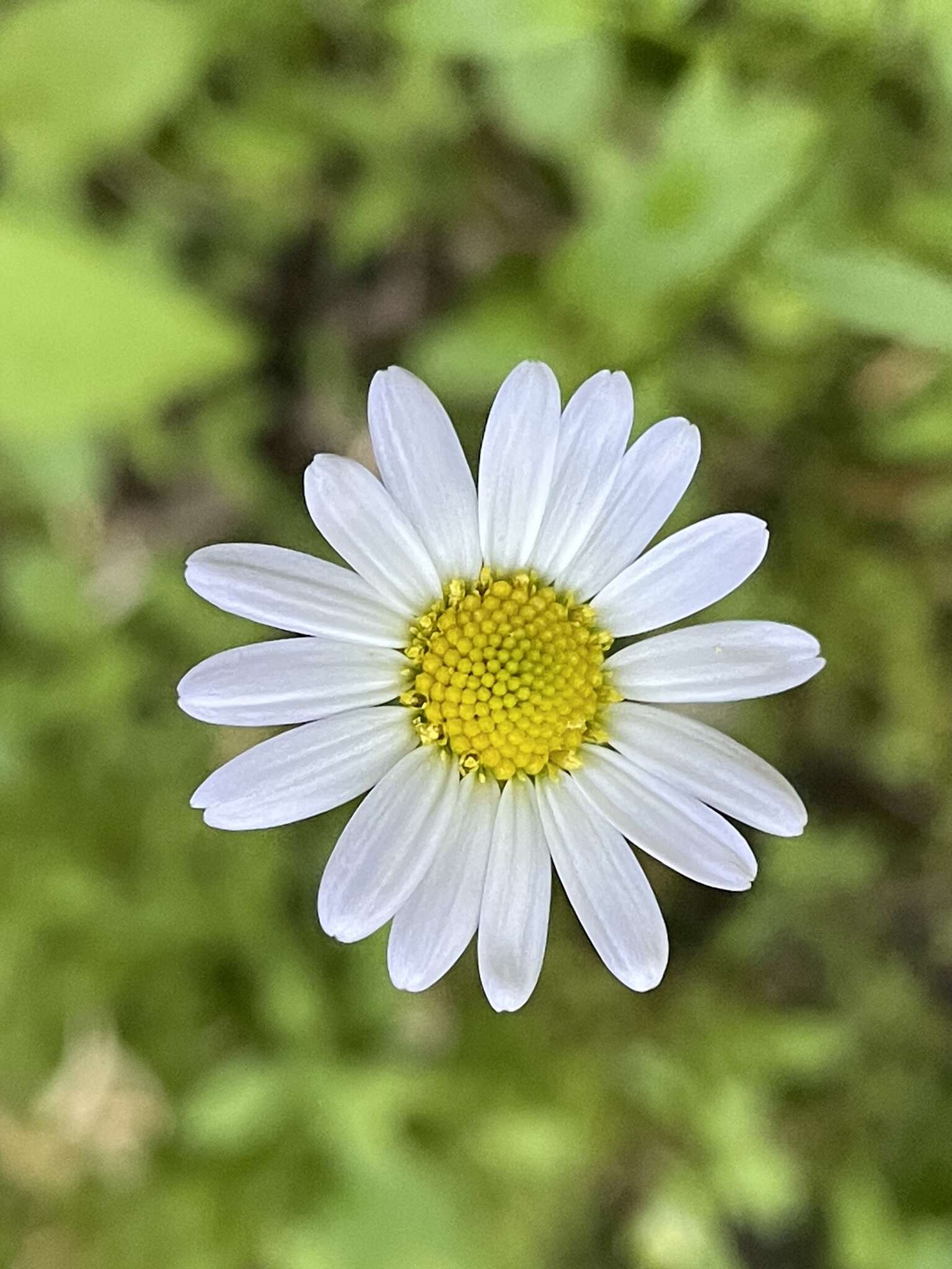 Image of western daisy