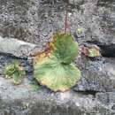 Image of Begonia monophylla Pav. ex A. DC.