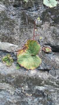 Image of Begonia monophylla Pav. ex A. DC.