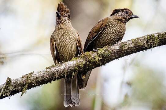 صورة Grammatoptila striata sikkimensis Ticehurst 1924