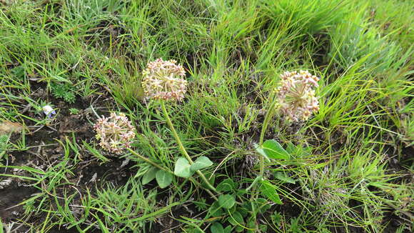 Image of Asclepias vicaria N. E. Br.