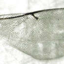 Sivun Anagyrus fusciventris (Girault 1915) kuva