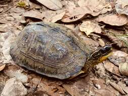 Image of Spot-legged turtle