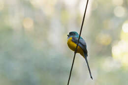 Image of Trogon rufus chrysochloros Pelzeln 1856