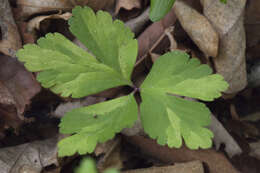 Image of Anemone umbrosa C. A. Mey.