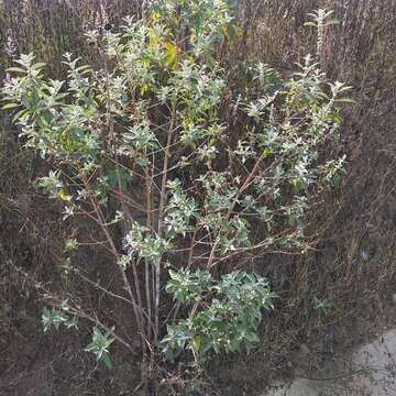 صورة Buddleja sessiliflora Kunth