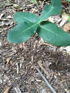 Imagem de Asclepias amplexicaulis Sm.