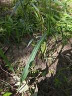 Image of Echinochloa telmatophila Michael & Vickery