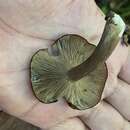 Imagem de Tricholomopsis tropica Dennis 1951