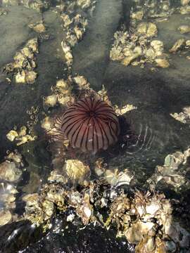 Image of sea nettle