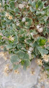 Image of Ericameria cuneata var. cuneata