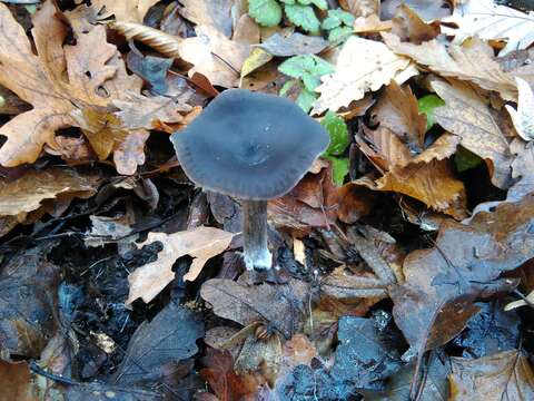 Image of Pseudoclitocybe