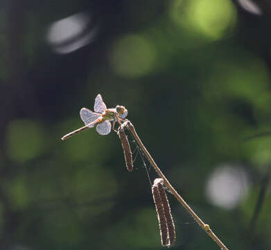 Image of <i>Sympetrum <i>striolatum</i></i> striolatum