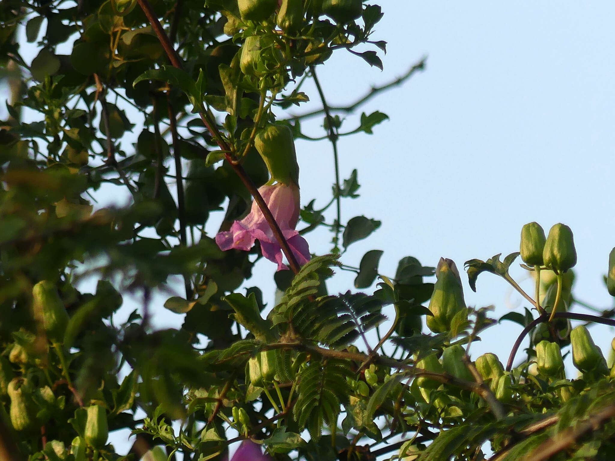 Image of Buttonia superba Oberm.