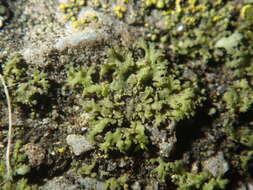 Phaeophyscia nigricans (Flörke) Moberg resmi