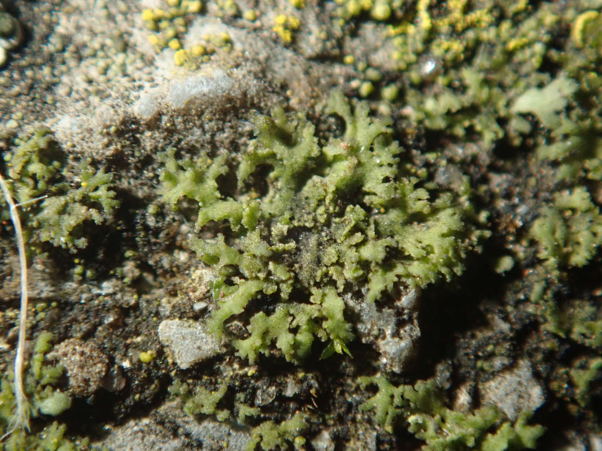 Image of wreath lichen