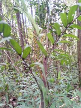 Image of Dypsis concinna Baker