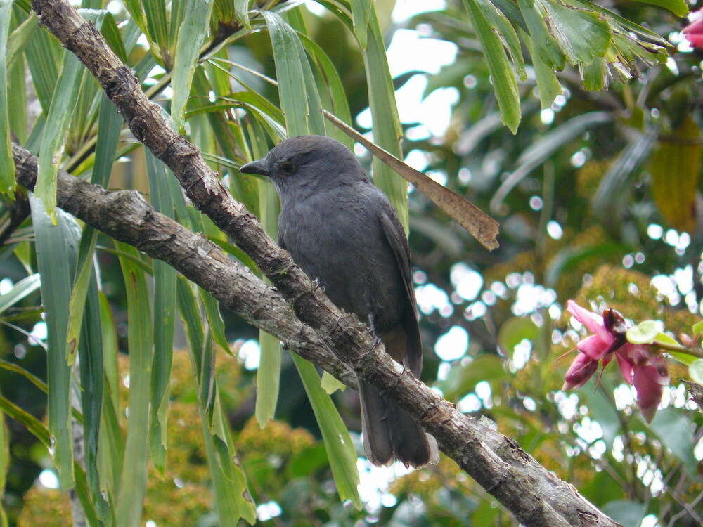 Image of Chestnut-capped Piha