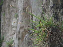 Image of Sesleria doerfleri Hayek