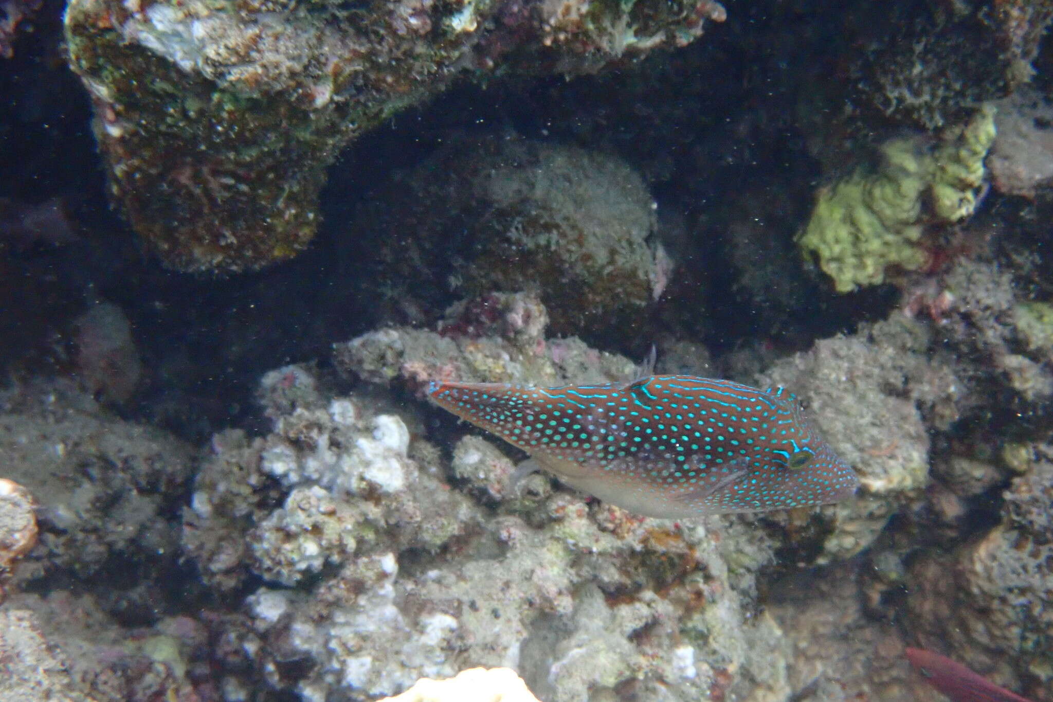 Image of Pufferfish