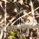 Image of Sierra Curlytail Lizard