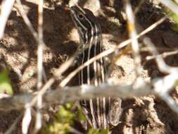 Image of Sierra Curlytail Lizard