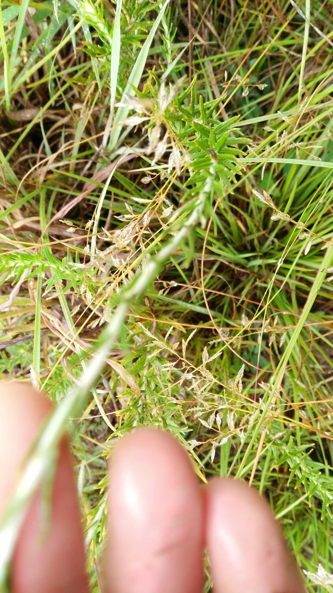 Image of Felted everlasting