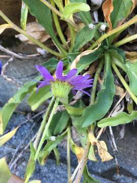 Erigeron leibergii Piper的圖片