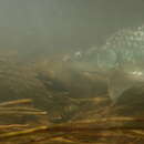 Image of Largemouth yellowfish