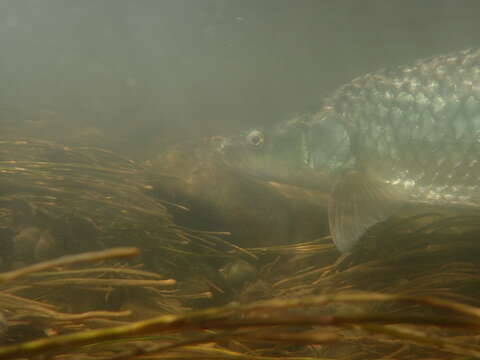 Image of Largemouth yellowfish