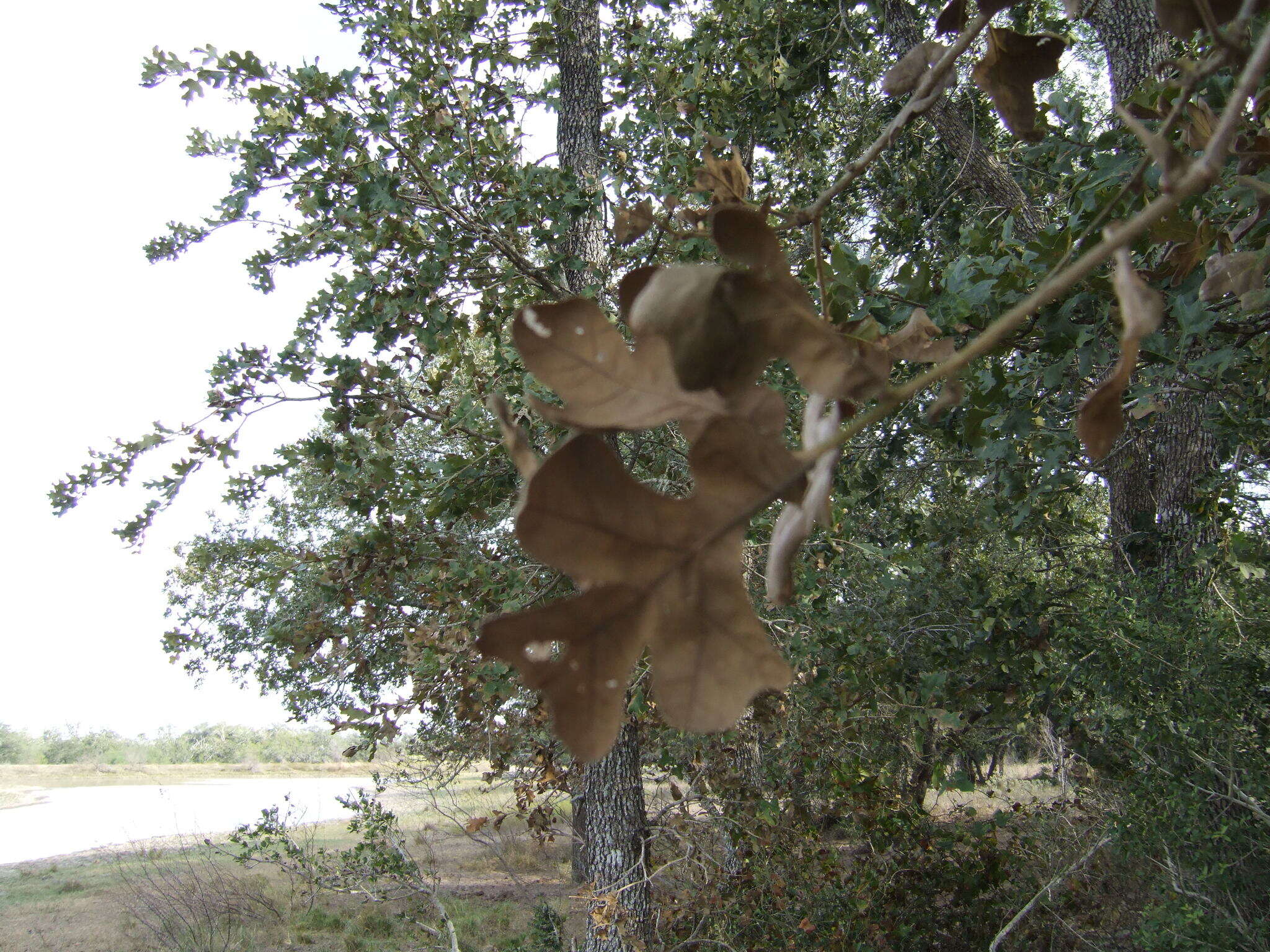 Sivun Quercus stellata Wangenh. kuva