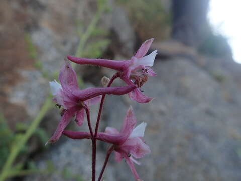 Image of Kern County larkspur