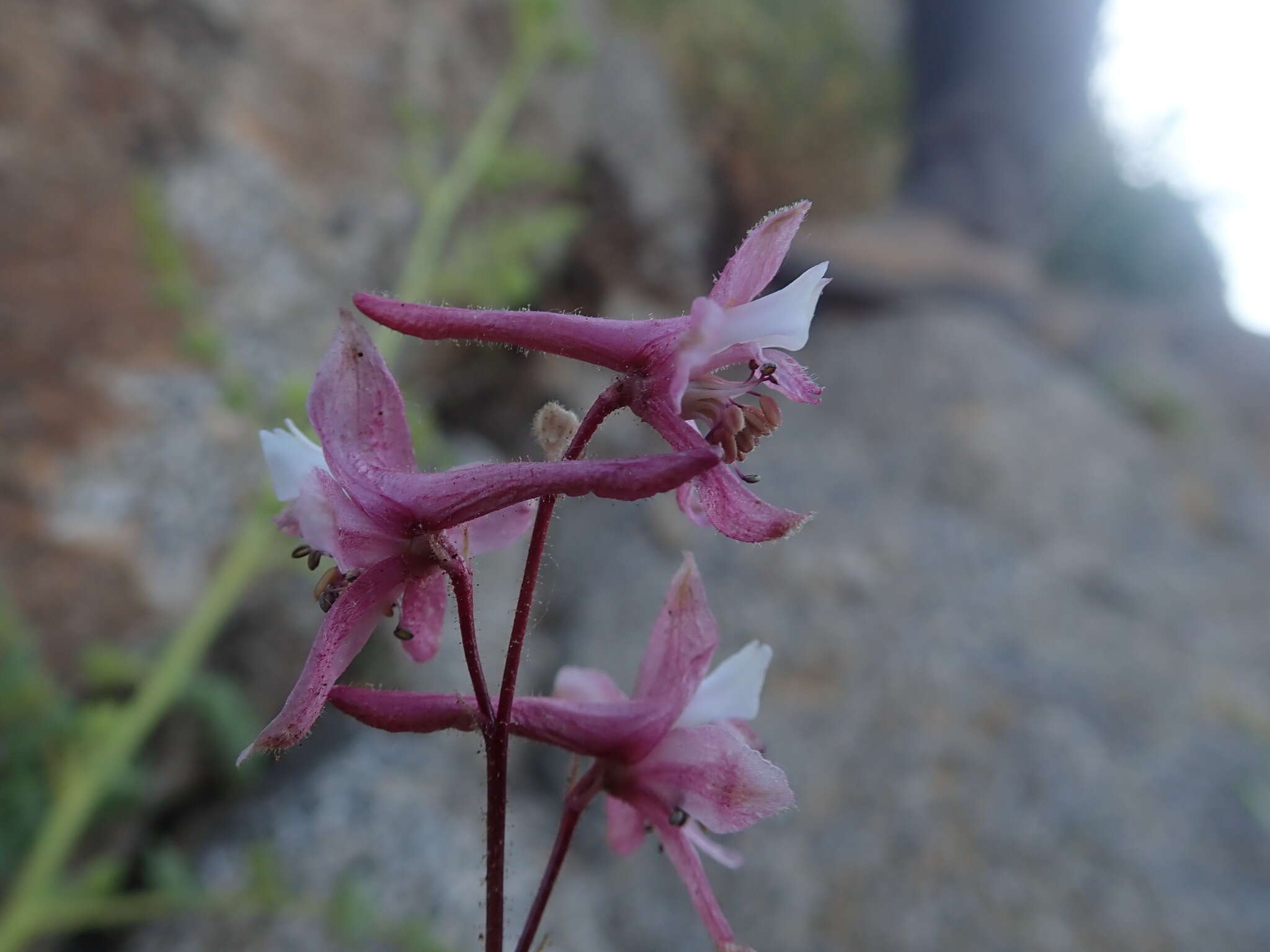 Image of Kern County larkspur