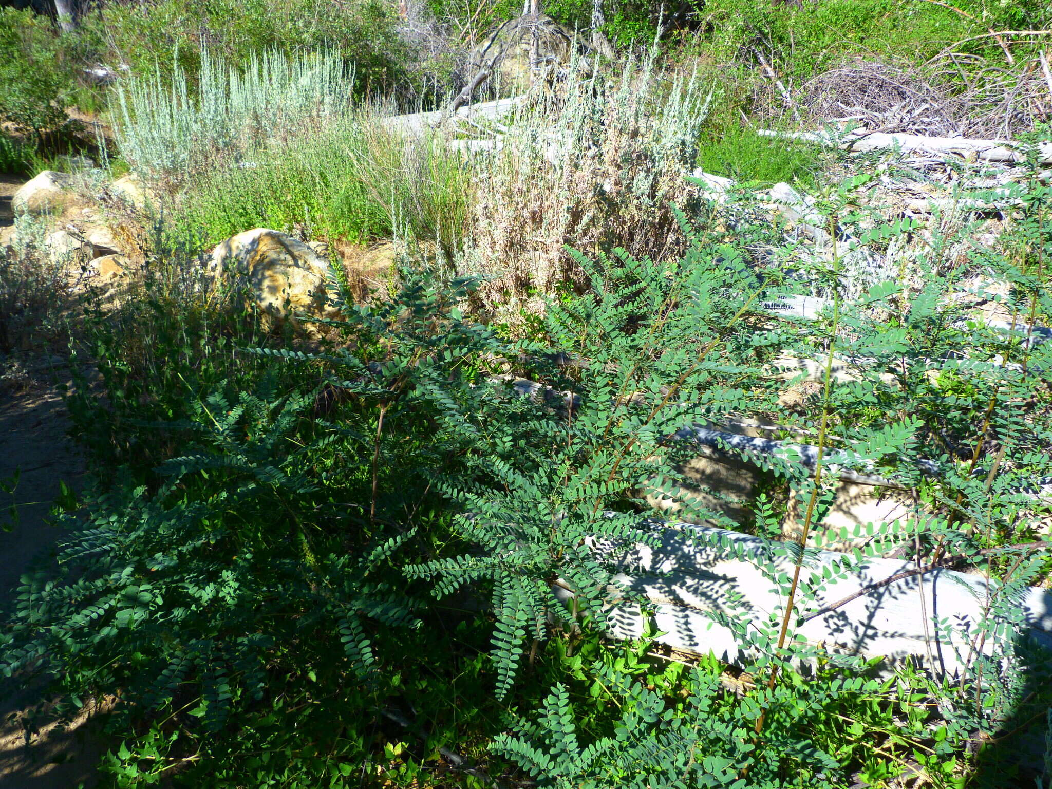 Amorpha californica var. californica的圖片