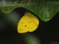 Imagem de Eurema nicevillei (Butler 1898)