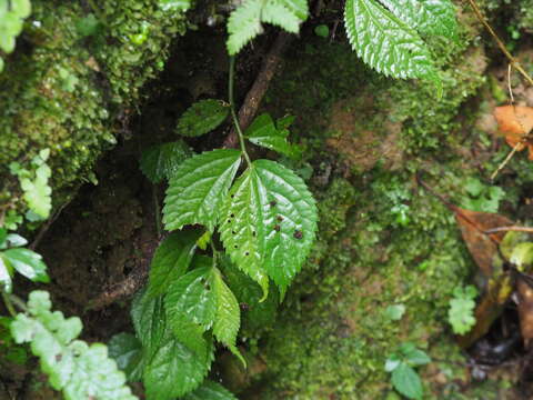 Image of Elatostema rivulare B. L. Shih & Yuen P. Yang