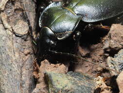 Image of Carabus (Procrustes) banonii Dejean 1829