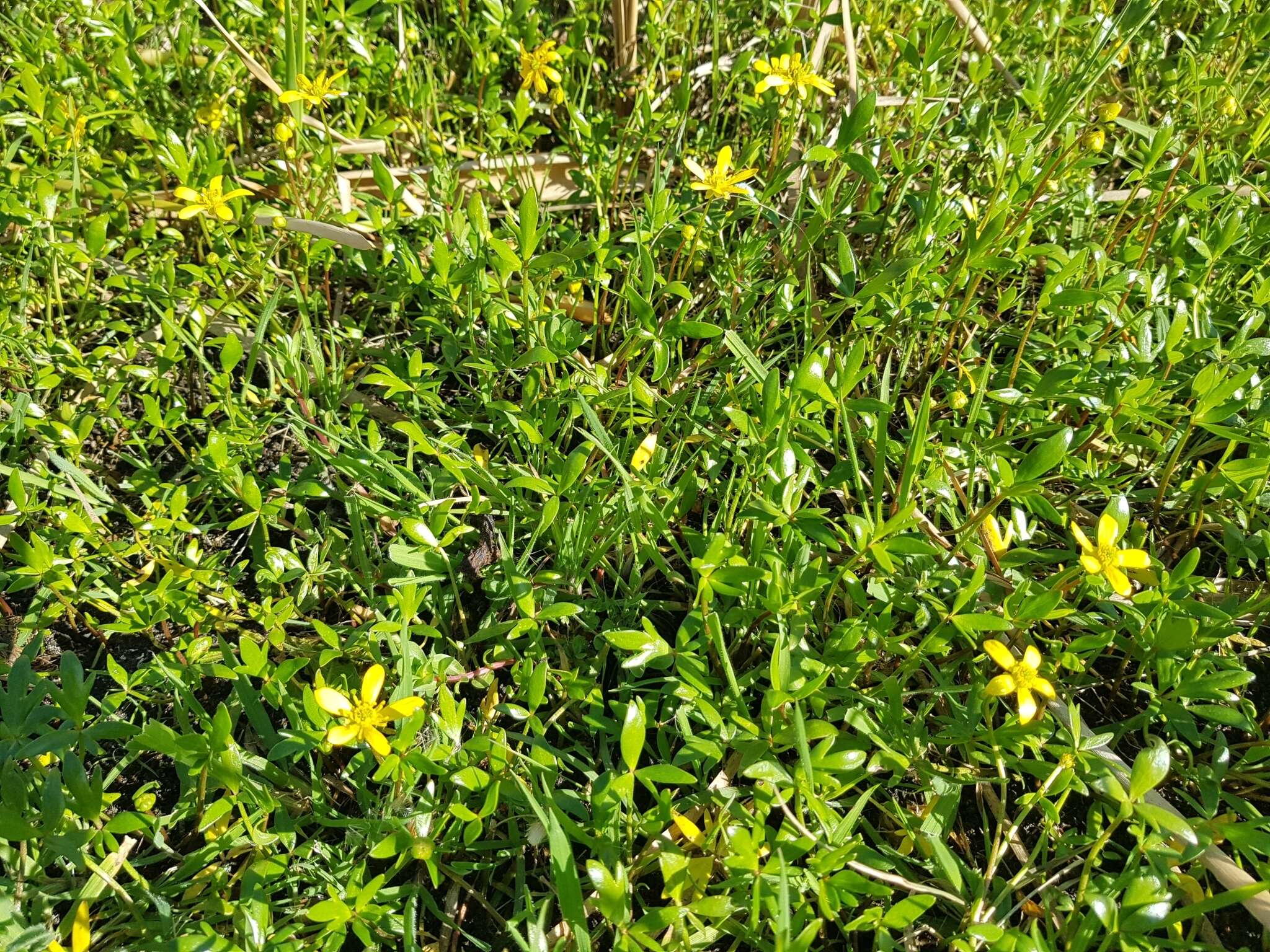 Image of Ranunculus amphitrichus Colenso