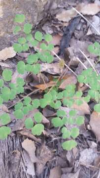 Image of Fendler's meadow-rue